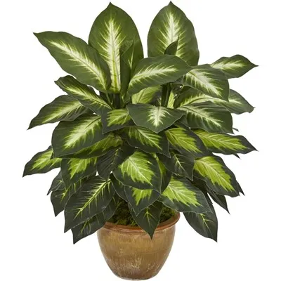 Pianta della seta Dieffenbachia